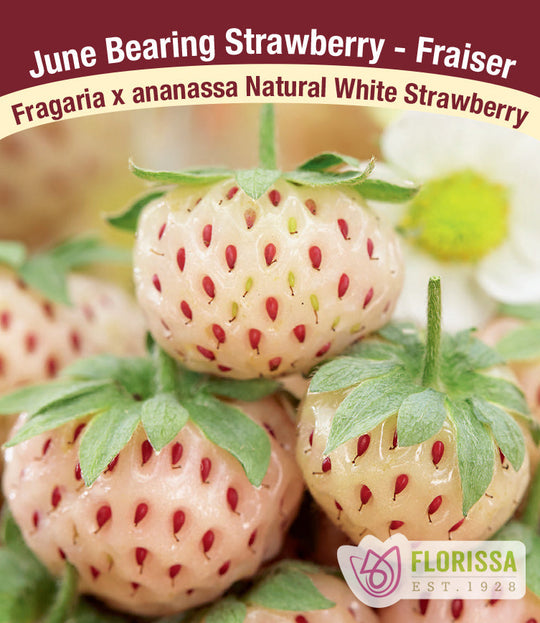 Strawberry - Natural White, 5 Pack