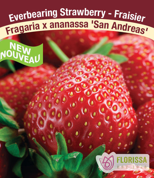 Strawberry - San Andreas, Everbearing