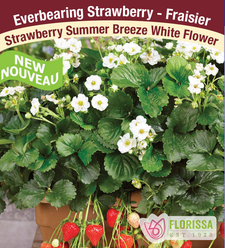 Strawberry - Summer Breeze White, Everbearing