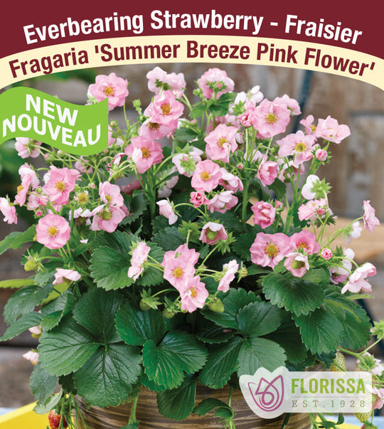 Strawberry - Summer Breeze Pink, Everbearing