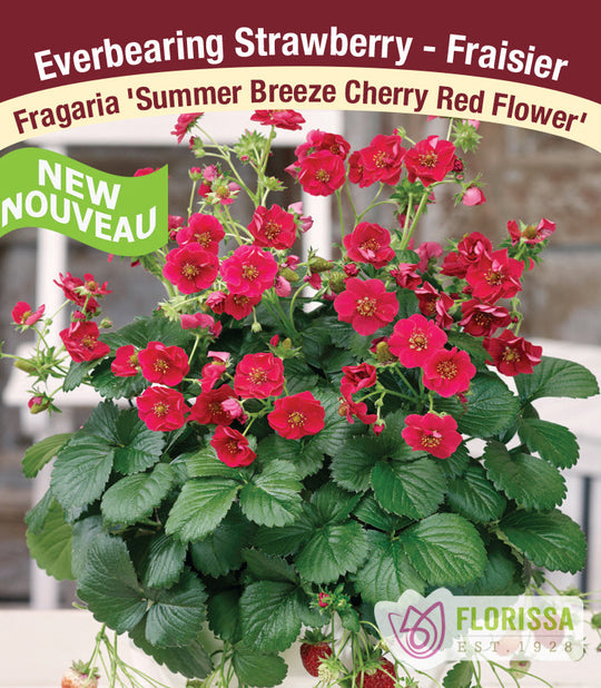 Strawberry - Summer Breeze Cherry Red, Everbearing