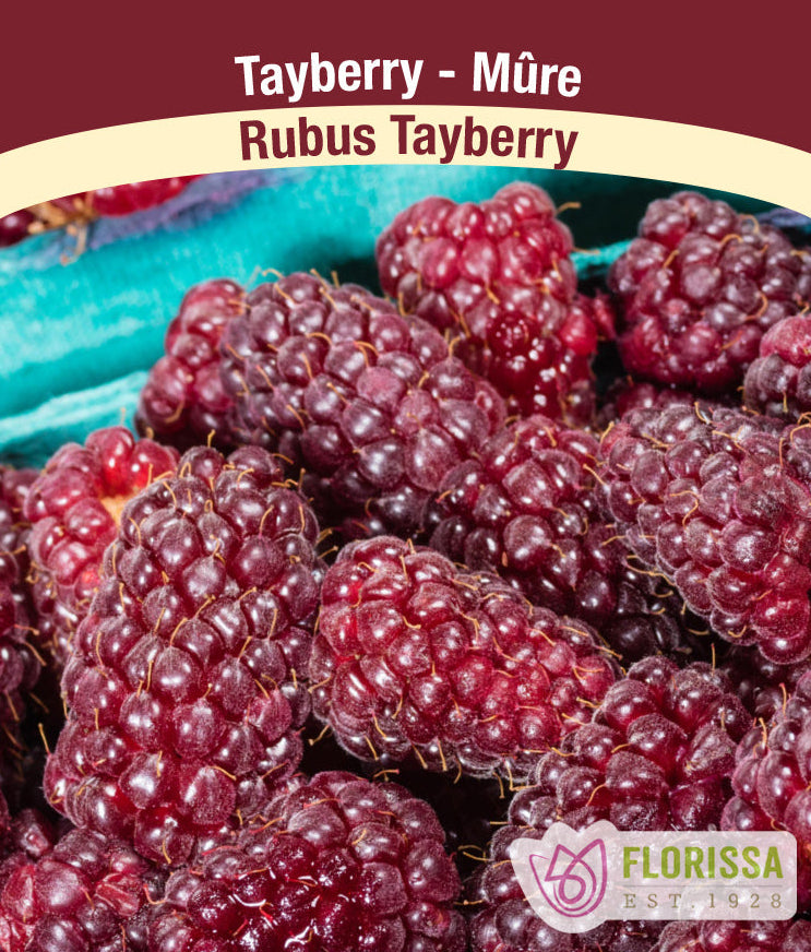 Tayberry
