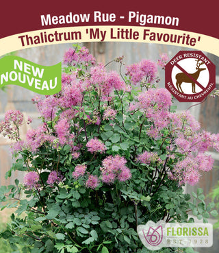 Thalictrum - My Little Favourite, 1 Pack