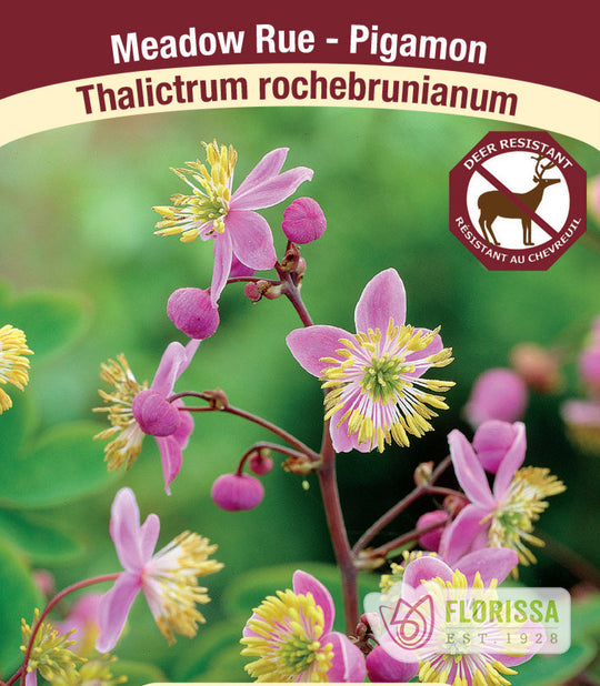 Thalictrum - Rochebrunianum, 1 Pack