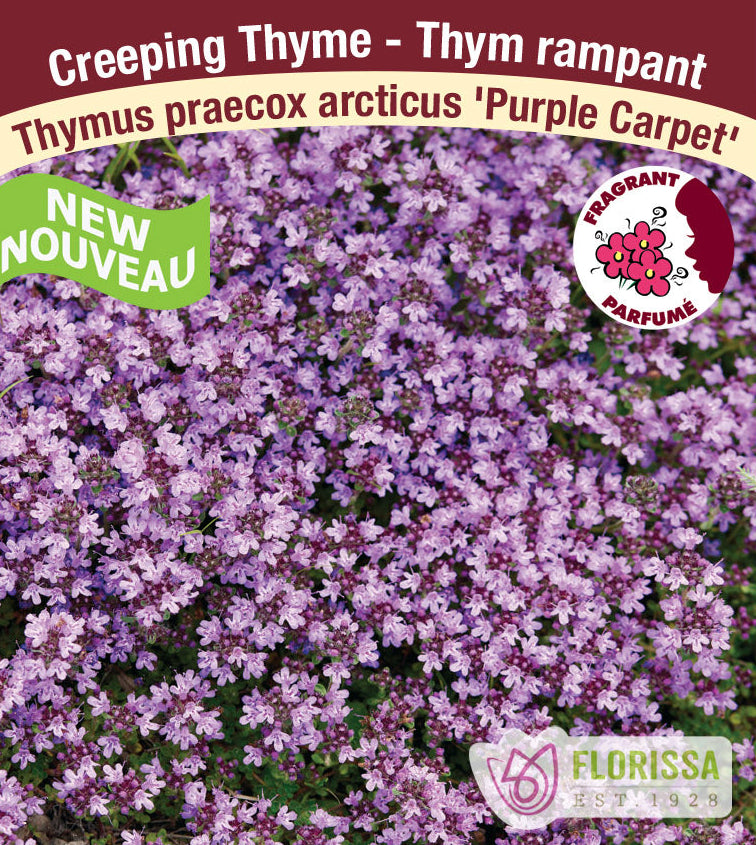 Thymus praecox - Purple Carpet, 1 Pack