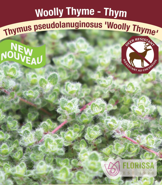 Thyme - Wooly Thyme, 1 Pack