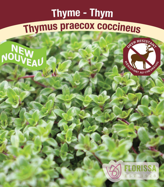 Thyme - Praecox Coccineus, 1 Pack