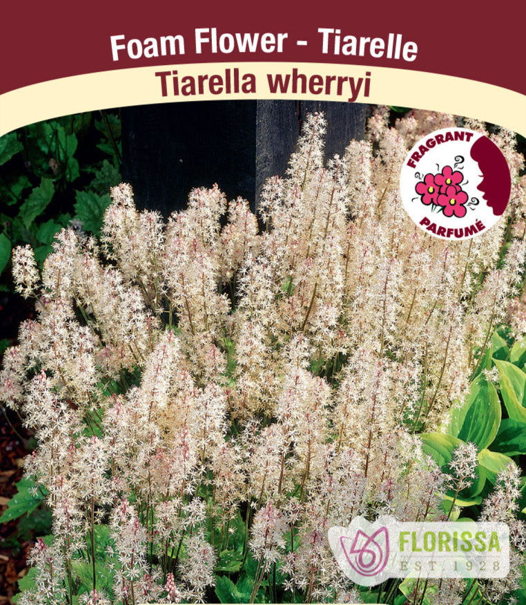 Tiarella - Wherryi, 1 Pack
