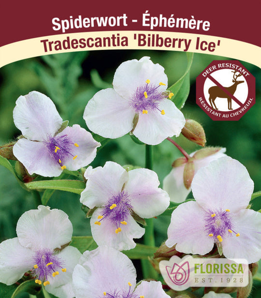 Tradescantia - Bilberry Ice, 1 Pack
