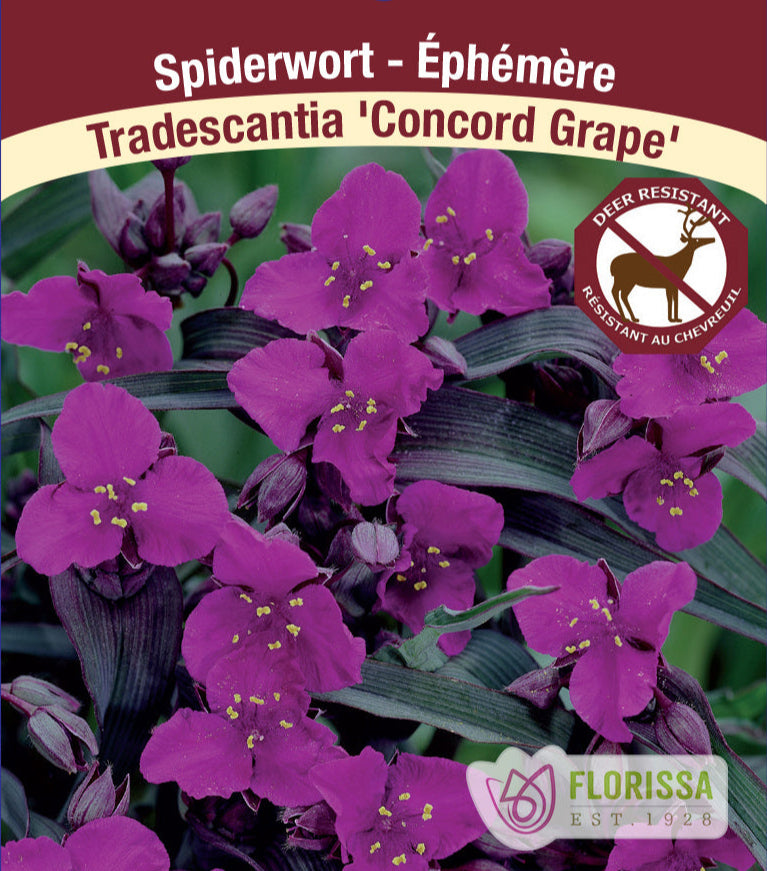 Tradescantia - Concord Grape, 1 Pack