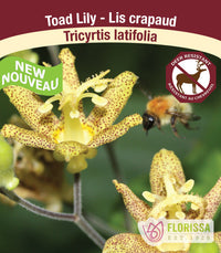 Toad Lily - Tricyrtis Latifolia, 1 Pack