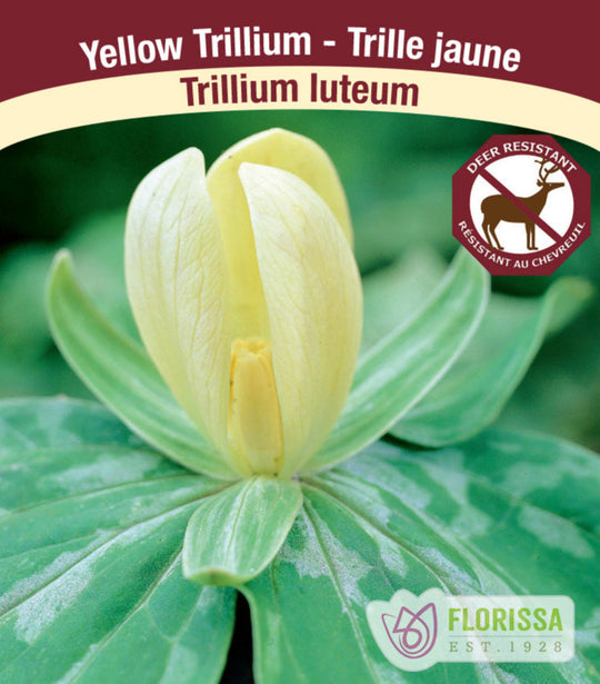Trillium luteum, 1 Pack