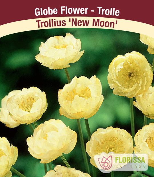 Trollius - New Moon, 1 Pack