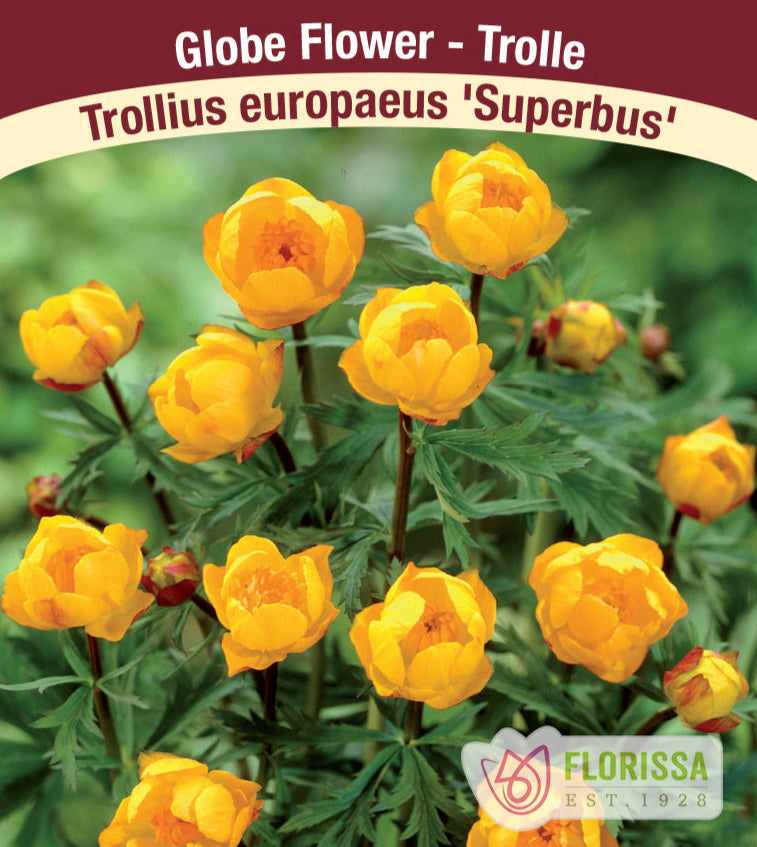 Trollius europaeus - Superbus, 1 Pack