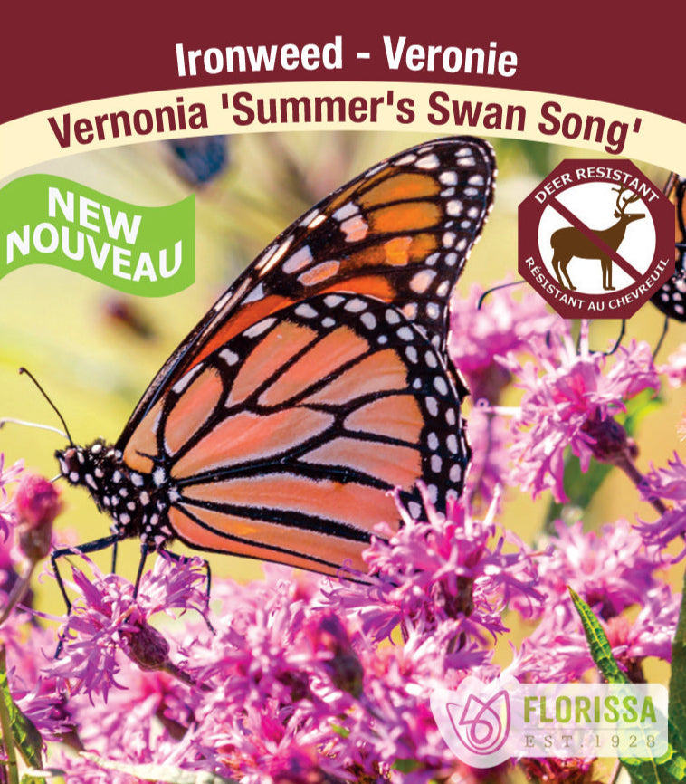 Vernonia - Summer's Swan Song, 1 Pack