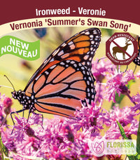 Vernonia - Summer's Swan Song, 1 Pack