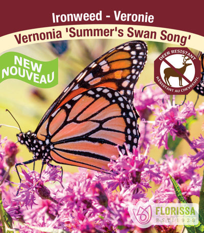 Vernonia - Summer's Swan Song, 1 Pack