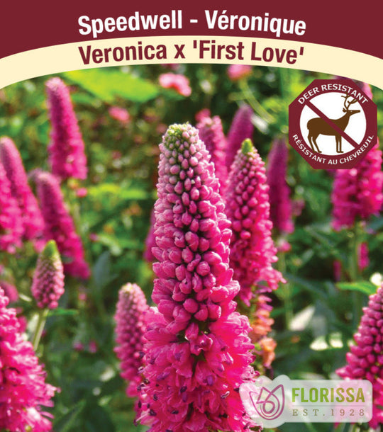 Speedwell - First Love, 1 Pack