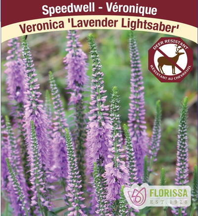 Speedwell - Lavender Lightsaber, 1 Pack