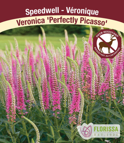 Speedwell - Perfectly Picasso, 1 Pack