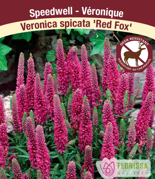 Speedwell - Red Fox, 1 Pack