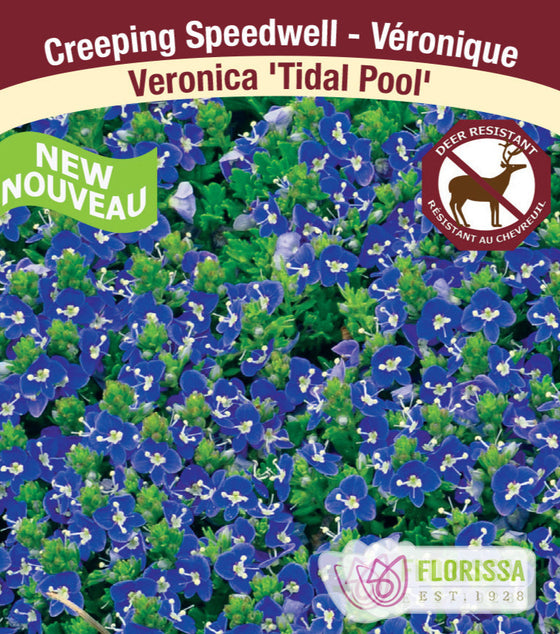 Speedwell - Tidal Pool, 1 Pack
