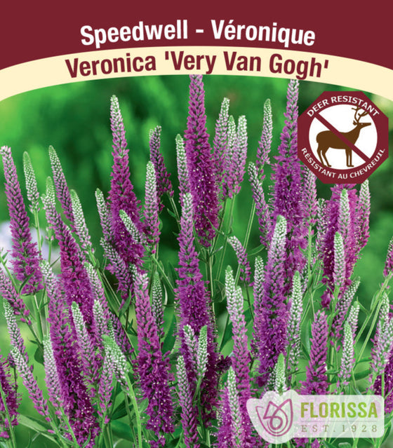 Speedwell - Very Van Gogh, 1 Pack