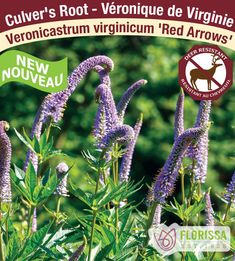 Veronicastrum  - Red Arrow, 1 Pack