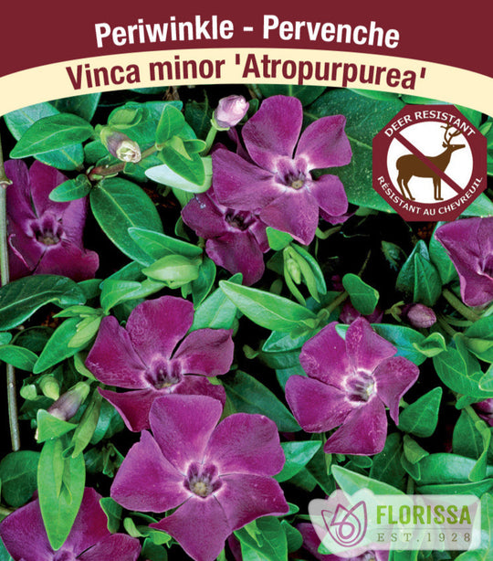 Periwinkle - Atropurpurea, 1 Pack