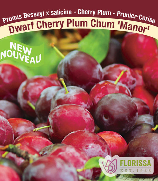 Plum Chum Cherry Plants