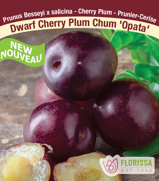 Plum Chum Cherry Plants