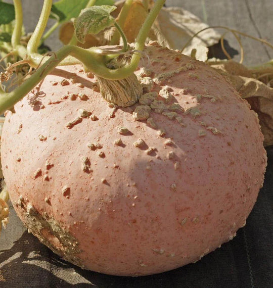 Pumpkin Galeux D'Eysines - West Coast Seeds
