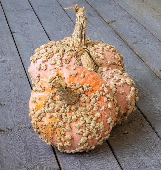 Pumpkin Galeux D'Eysines - West Coast Seeds