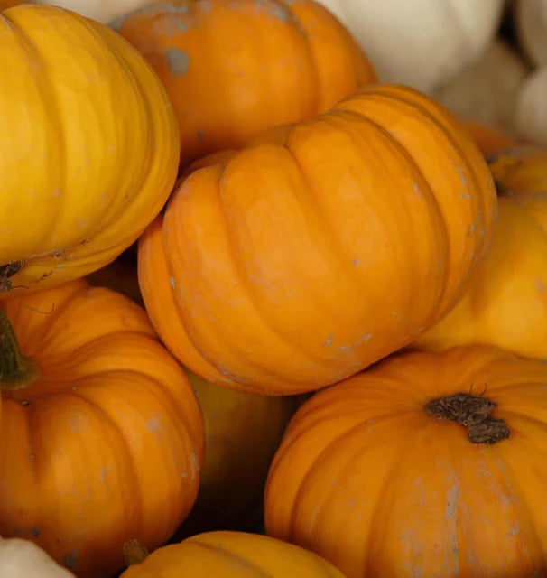 Pumpkin Jack Be Little - West Coast Seeds