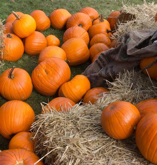 Pumpkin Jack Of All Trades - West Coast Seeds