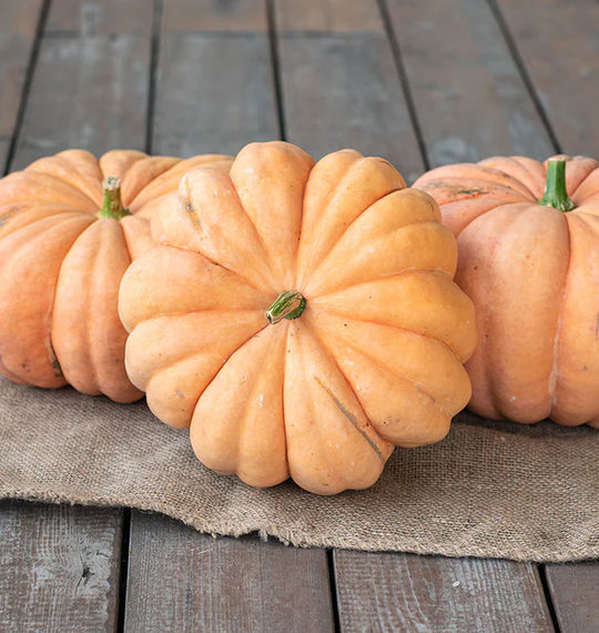Pumpkin Moranga - West Coast Seeds