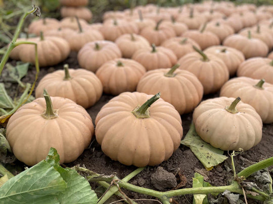 Pumpkin Spellcast - West Coast Seeds