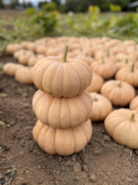 Pumpkin Spellcast - West Coast Seeds