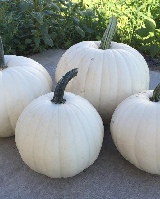 Pumpkin Blanco - West Coast Seeds