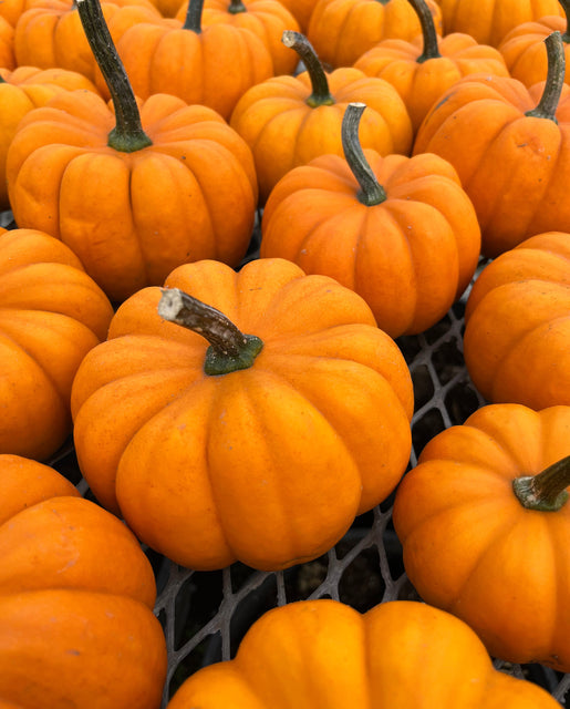 Pumpkin Orangita - West Coast Seeds