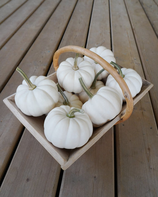 Pumpkin Casperita - West Coast Seeds