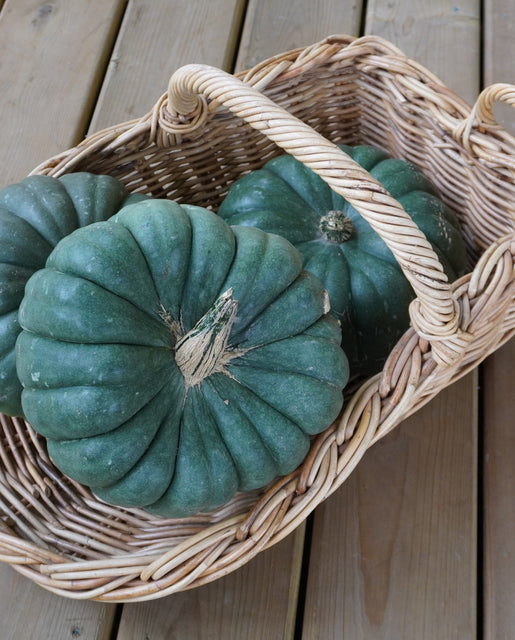 Pumpkin Jade Knight - West Coast Seeds