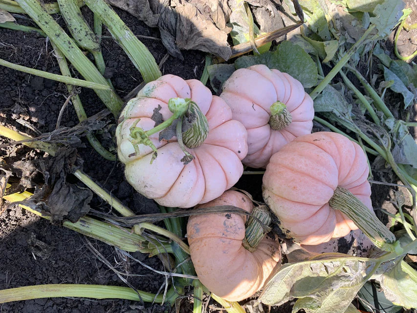 Pumpkin Porcelain Princess - West Coast Seeds