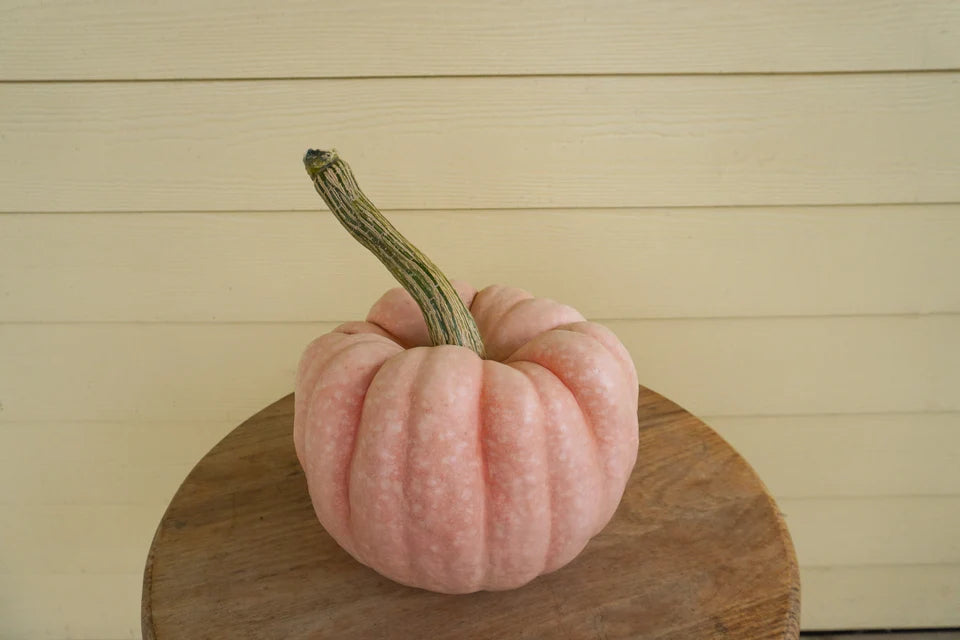 Pumpkin Porcelain Princess - West Coast Seeds