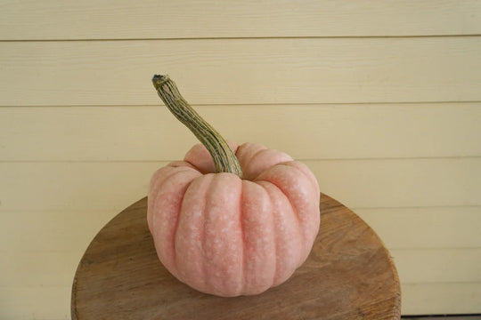 Pumpkin Porcelain Princess - West Coast Seeds
