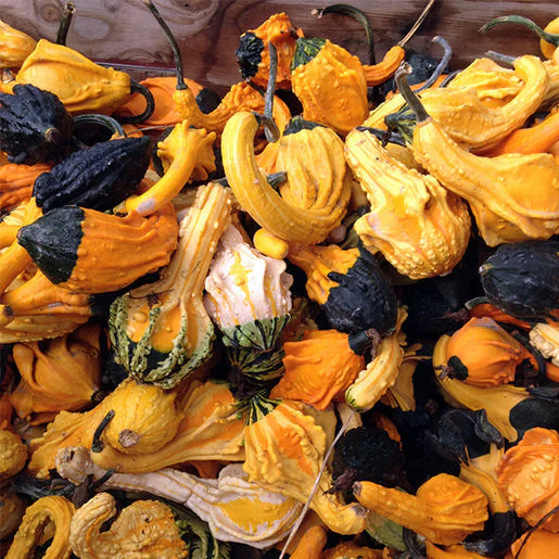 Gourd Autumn Wings Blend - West Coast Seeds