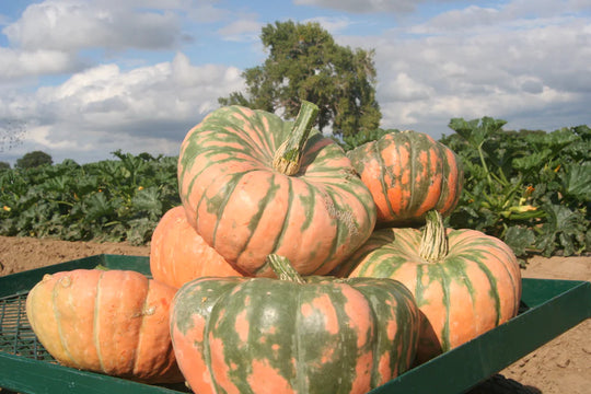Pumpkin Speckled Hound - West Coast Seeds