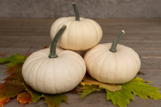 Pumpkin Moon Cake - West Coast Seeds