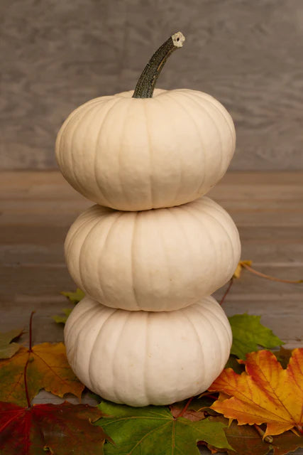 Pumpkin Moon Cake - West Coast Seeds