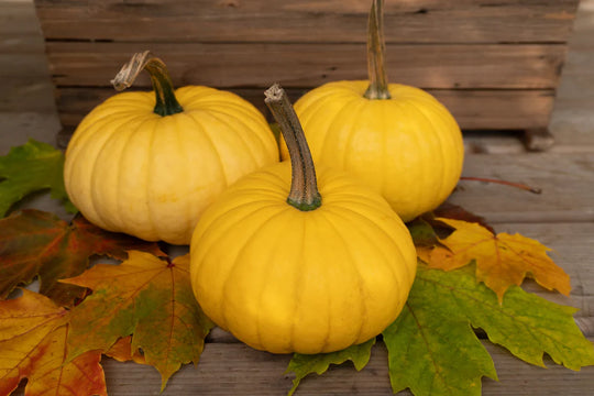 Pumpkin Lemon Cake  - West Coast Seeds